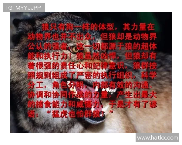 北京篮球队的团队意识与战术执行力深度剖析 北京篮球队的团队意识与战术执行力深度剖析